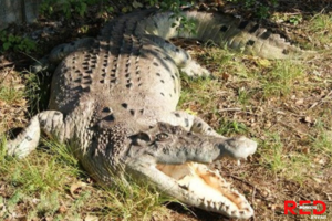 Statue Crocodile